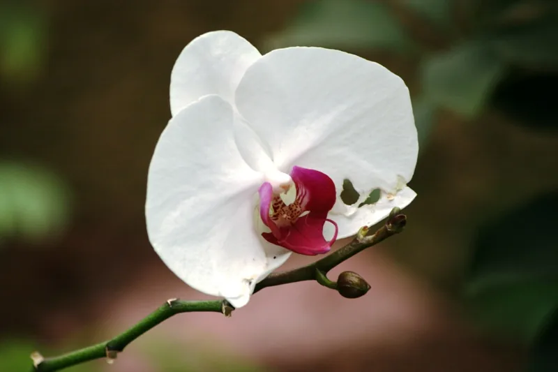 Orchid