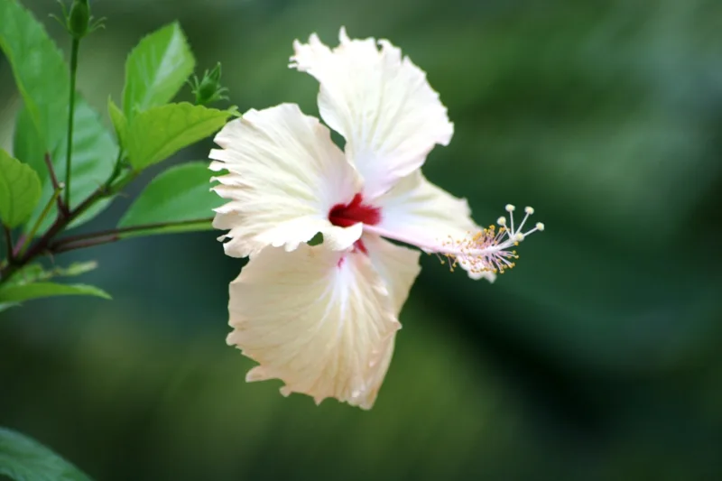 Maldivian flower