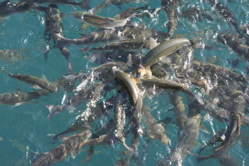 Fish fight