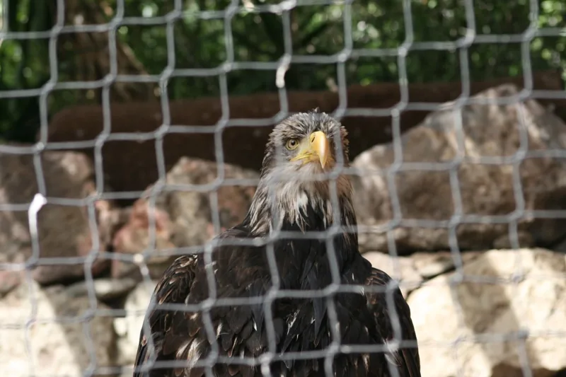 Eagle - captivity look