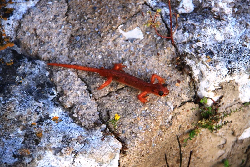 Kastelorizo lizard