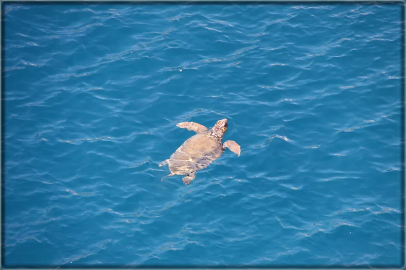 Kastelorizo sea turtle
